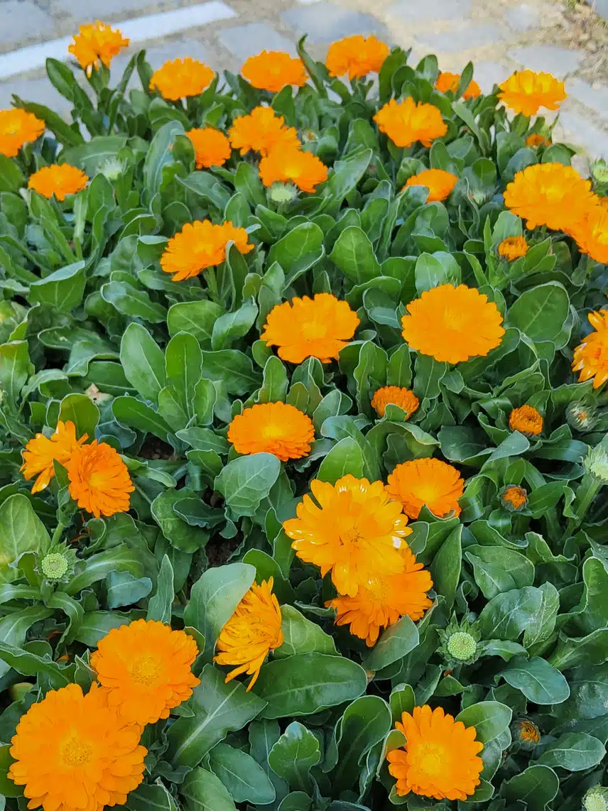 지나가다 만난꽃