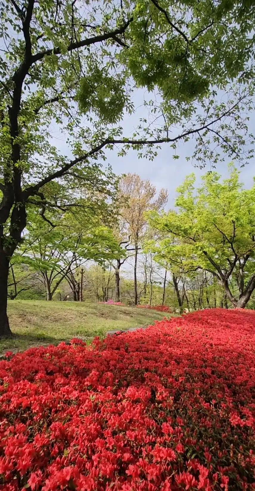 봄에 누리는 호사~~  철쭉 꽃잔치