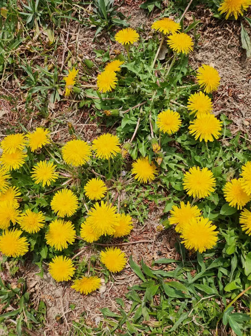 민들레  하면 생각나는 것