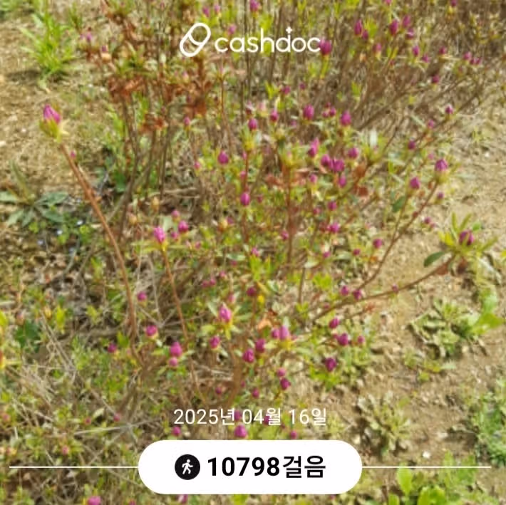 만보걷기 