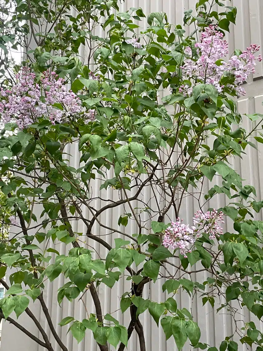 라일락 향기가..💜