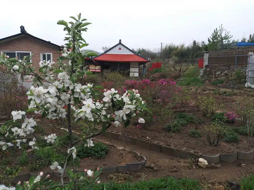 사과꽃도 하얗게