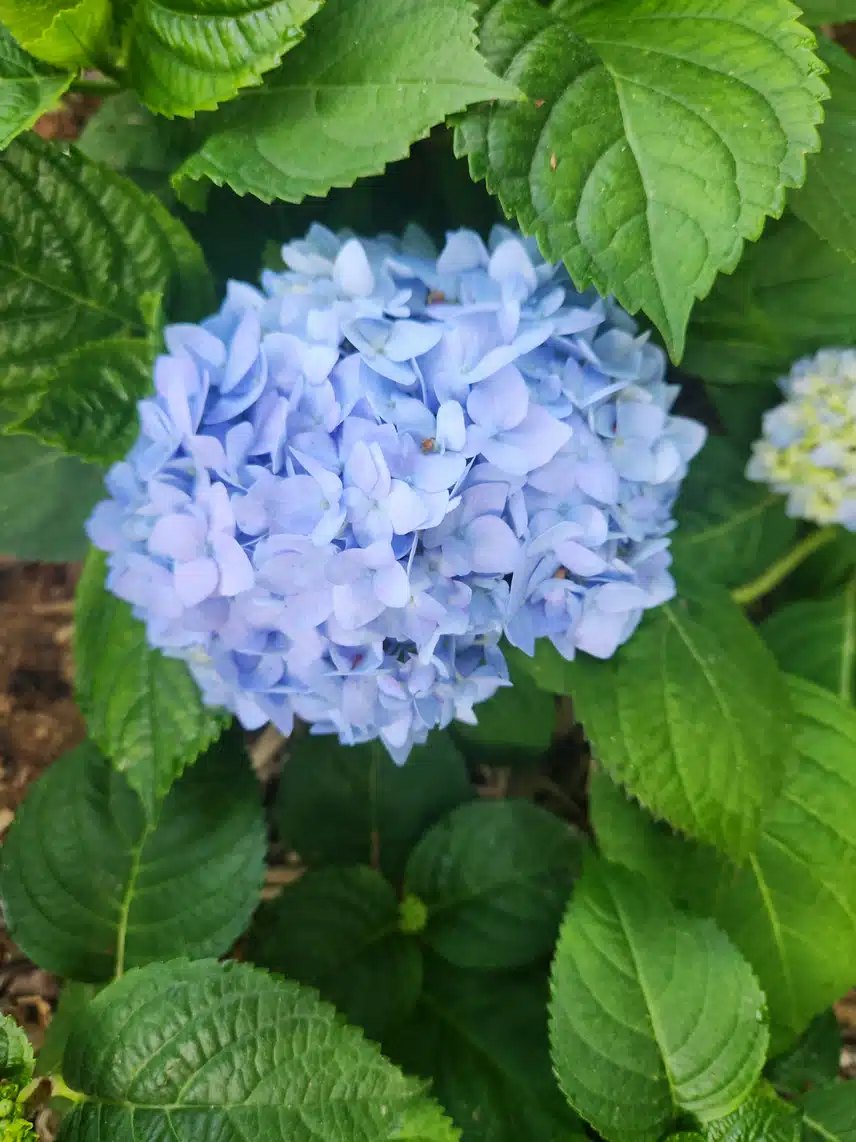 만보걷기 합니다