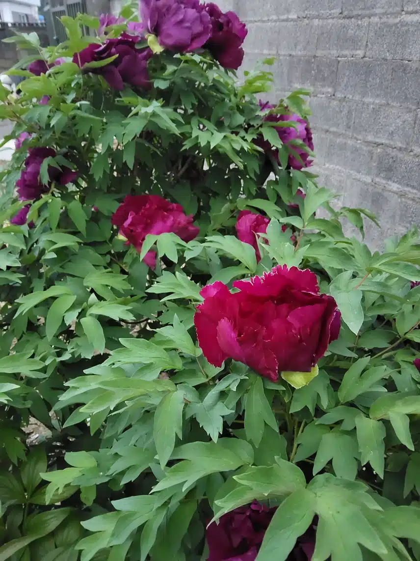 모란