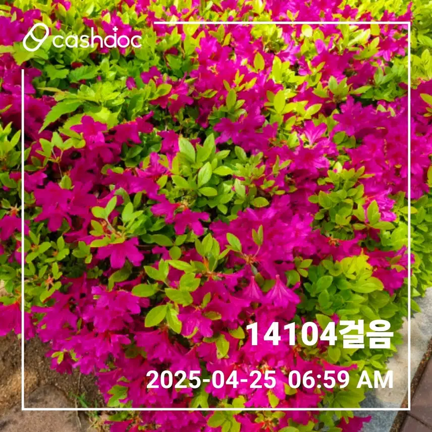   오늘도 새벽운동 만보걷기 