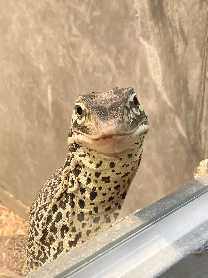 나만 얘네 귀엽나..🐍🦎❤️‍🔥