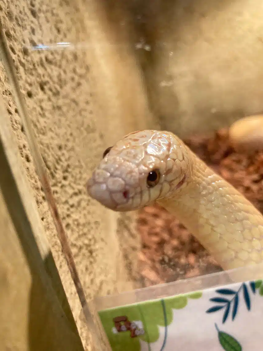 나만 얘네 귀엽나..🐍🦎❤️‍🔥