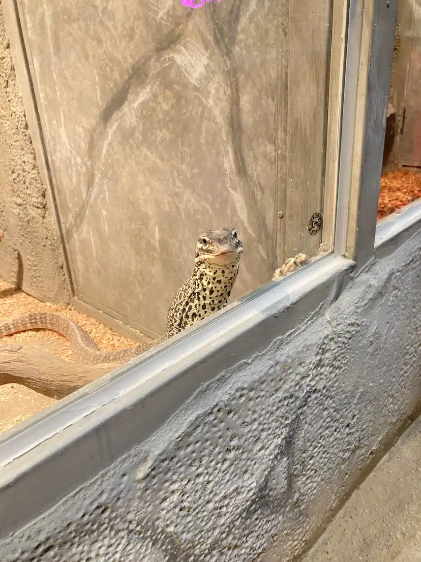 나만 얘네 귀엽나..🐍🦎❤️‍🔥
