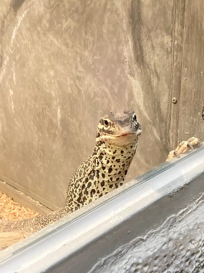나만 얘네 귀엽나..🐍🦎❤️‍🔥