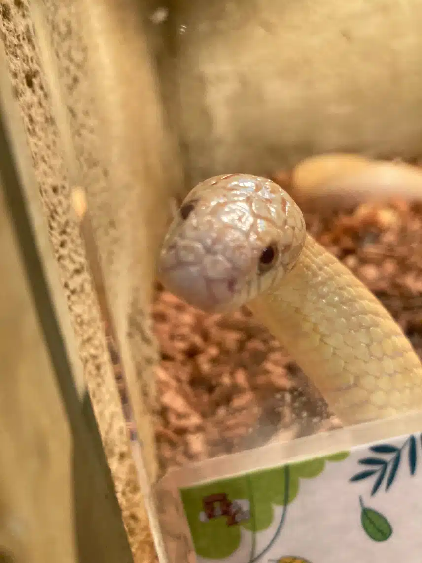 나만 얘네 귀엽나..🐍🦎❤️‍🔥