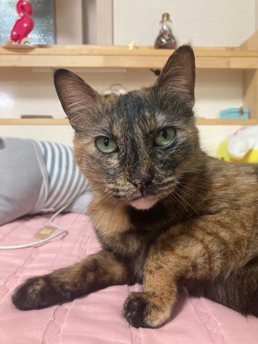 모카 똘망사진 모음🐱🤎🖤❤️‍🔥