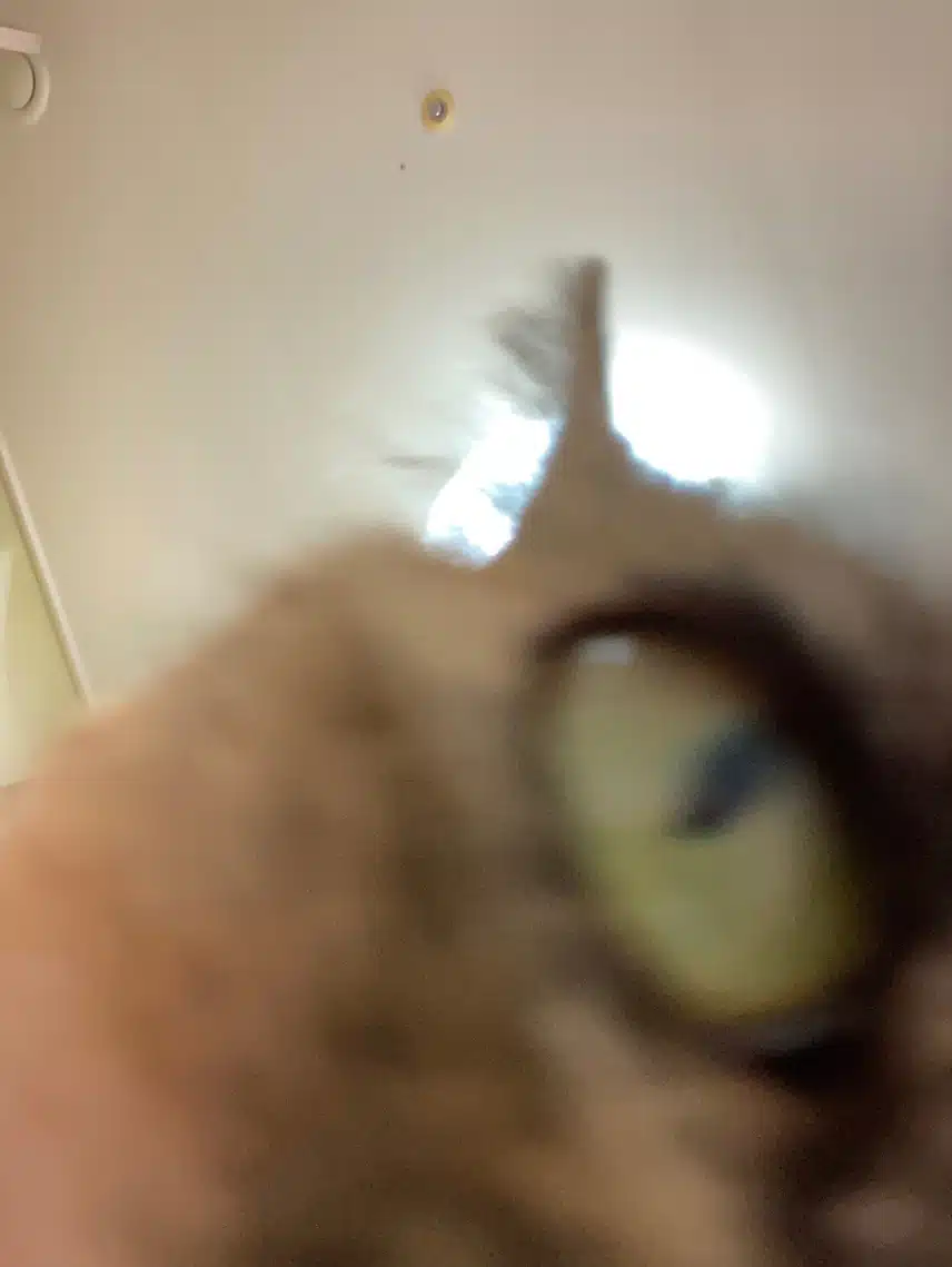모카 똘망사진 모음🐱🤎🖤❤️‍🔥