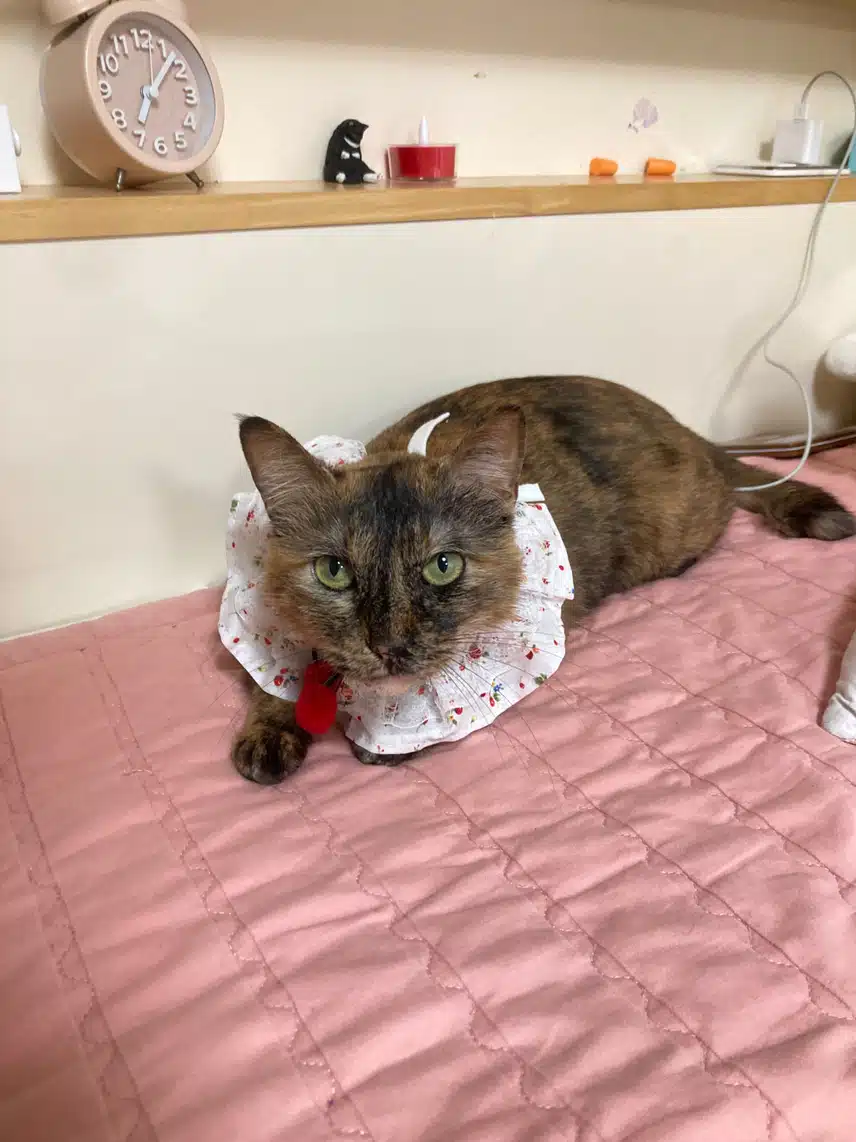 모카 똘망사진 모음🐱🤎🖤❤️‍🔥