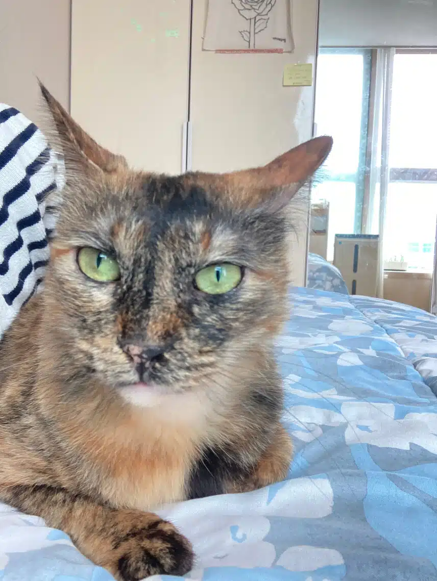 모카 똘망사진 모음🐱🤎🖤❤️‍🔥