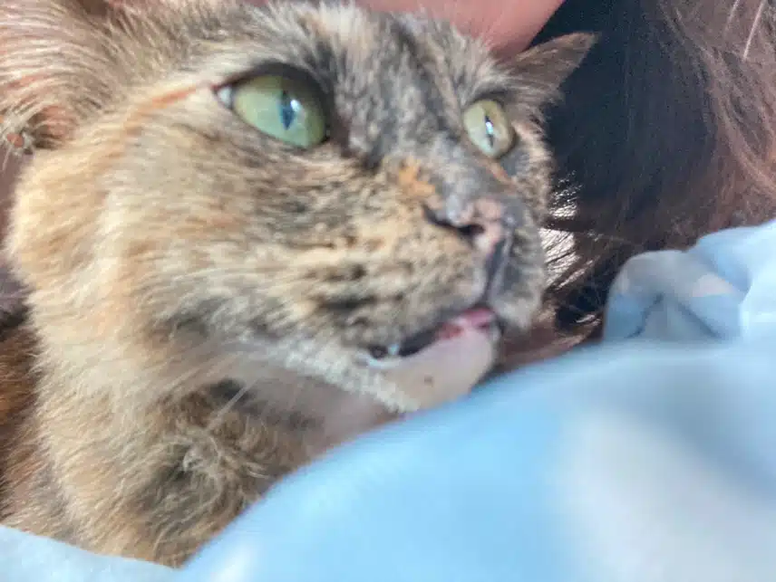 모카 똘망사진 모음🐱🤎🖤❤️‍🔥