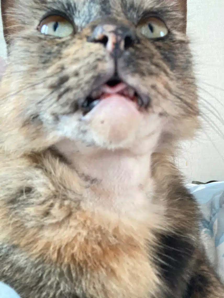 모카 똘망사진 모음🐱🤎🖤❤️‍🔥