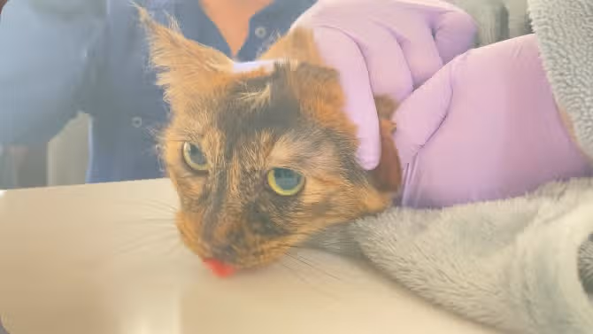 모카 똘망사진 모음🐱🤎🖤❤️‍🔥