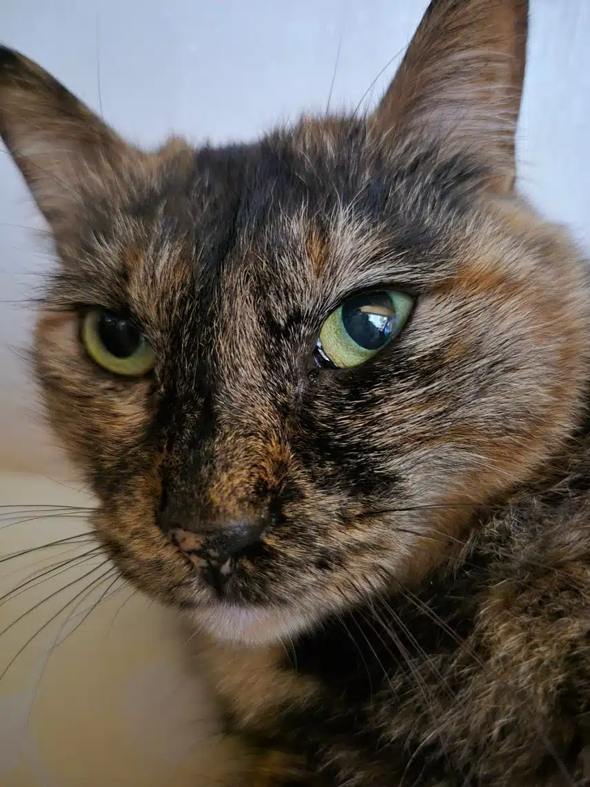 모카 똘망사진 모음🐱🤎🖤❤️‍🔥