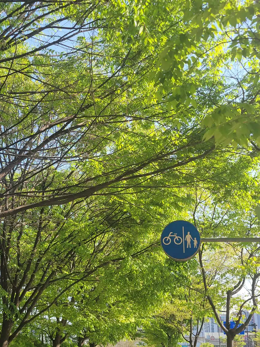 아침 산책