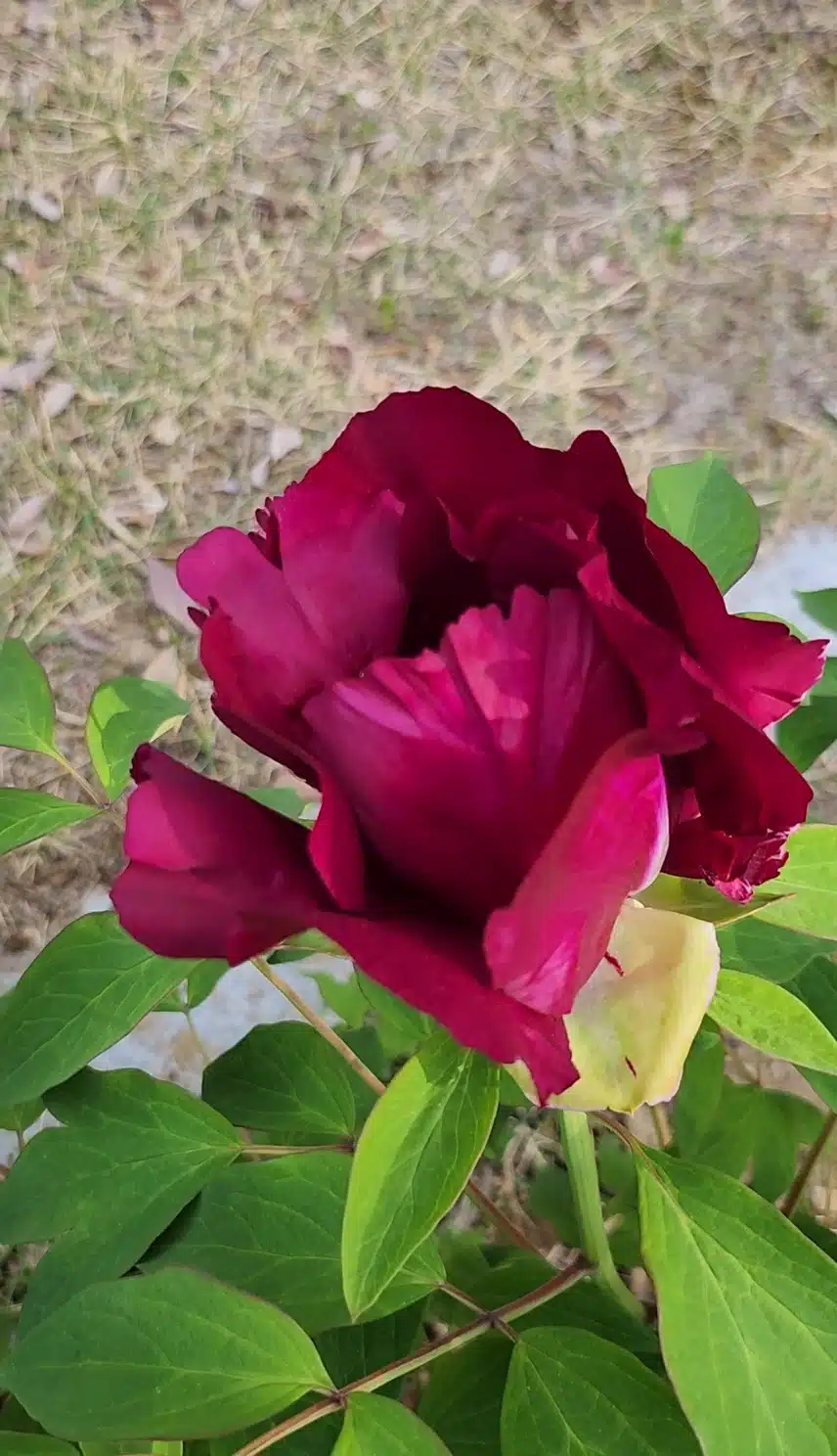 모란이  이쁘게 폈어요~~