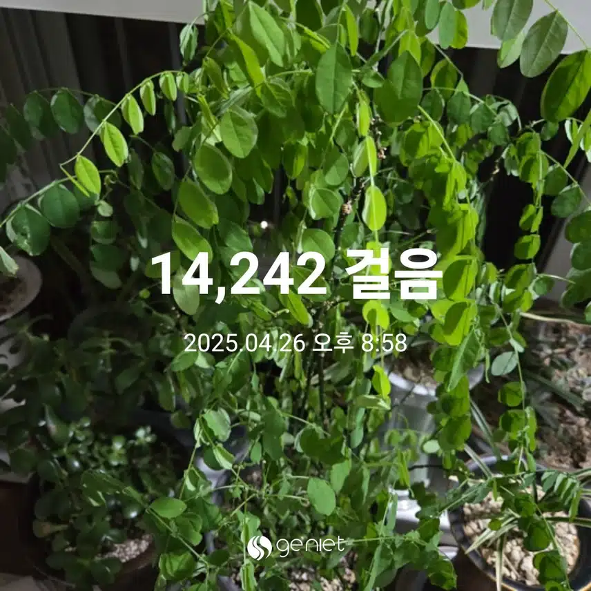만사천보 걸었습니다 