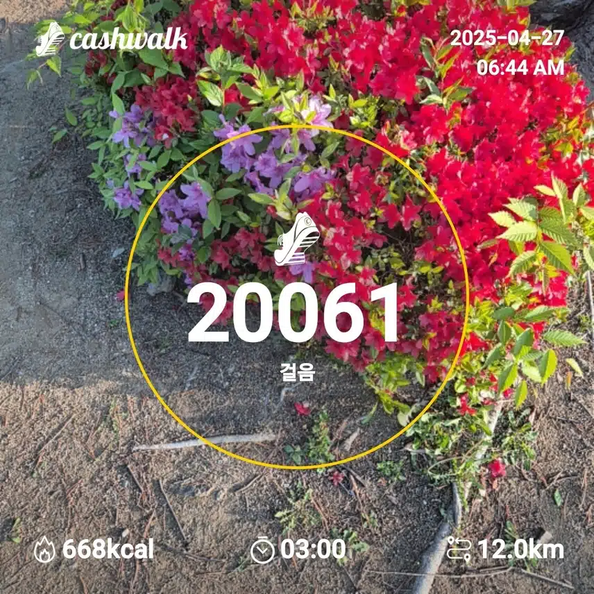 2025년 4월 27일 일요일 걷기 