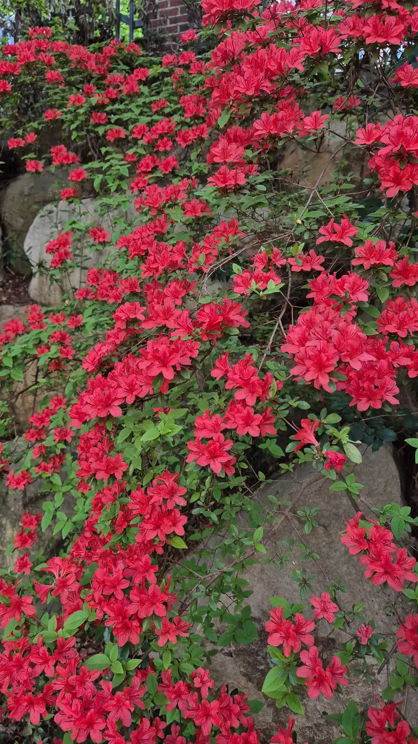 철쭉
