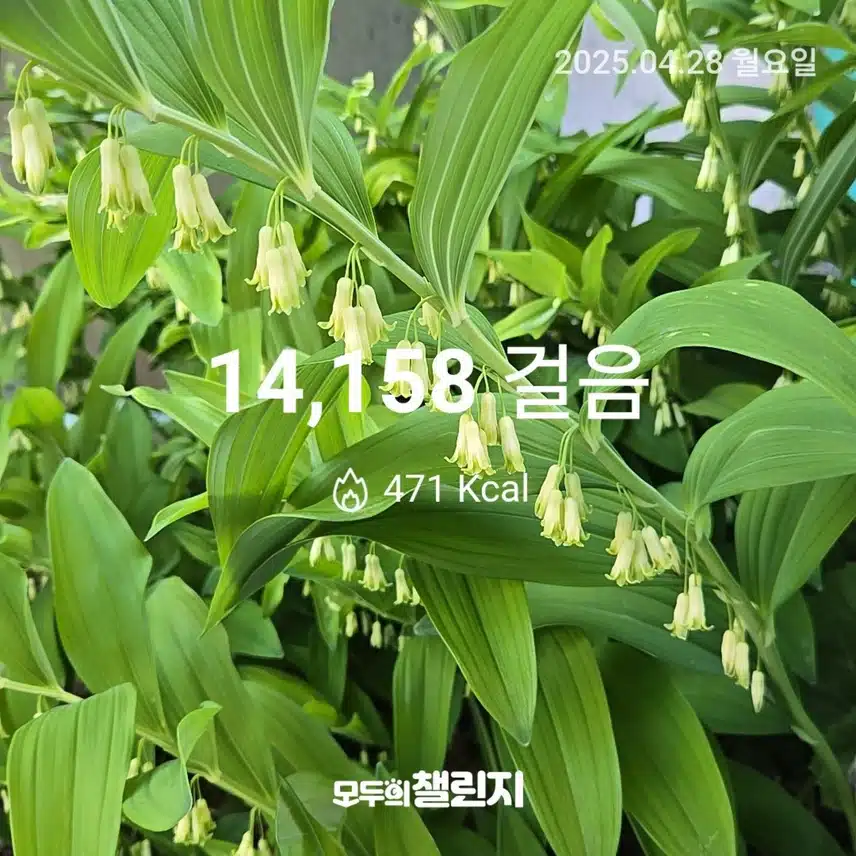 둥굴레꽃이 예쁘게 피었어요.