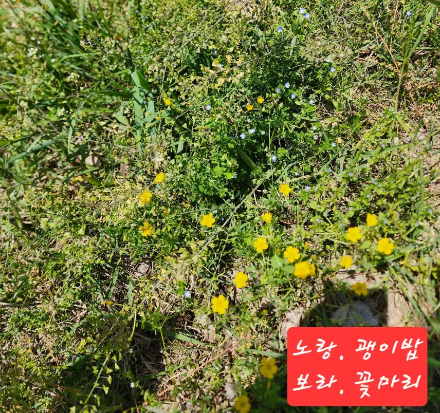 산책길 들꽃