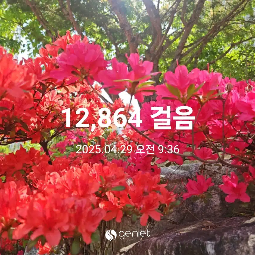 이른 만보걷기 