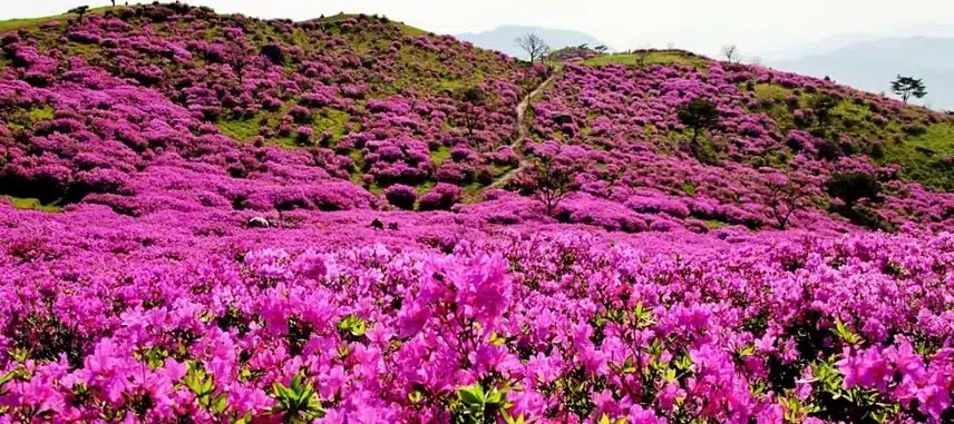 산청 황매산 철쭉축제