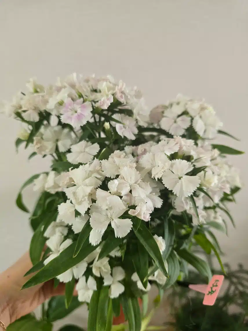 석죽🥰
