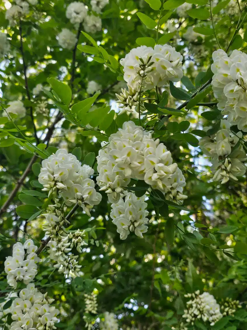 아카시아꽃