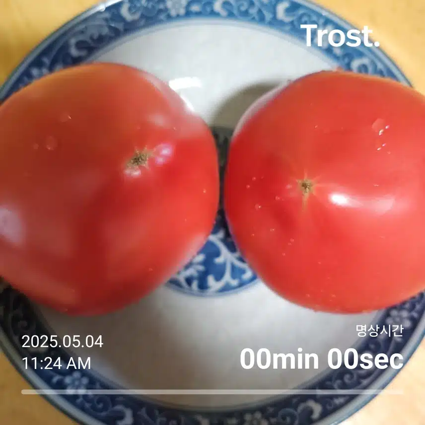 토마토