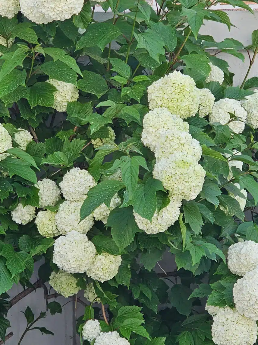 수국