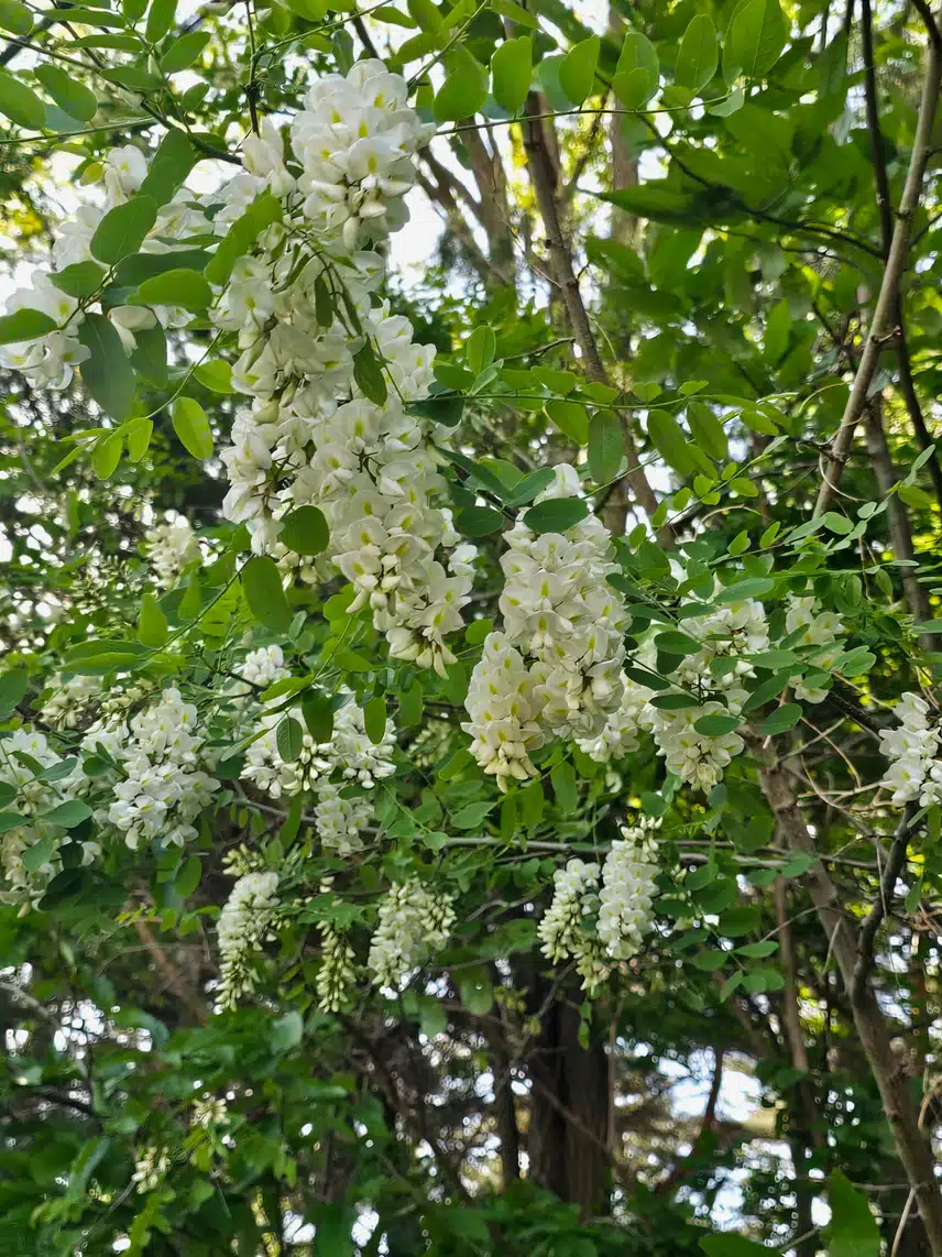 아카시아