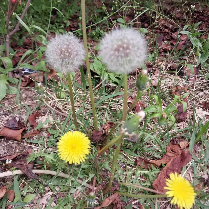 민들레홀씨