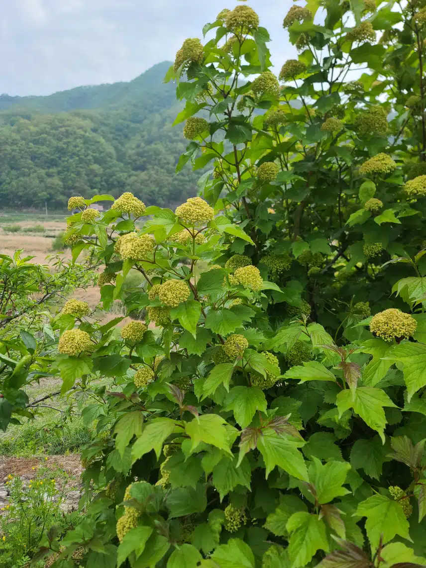 수국
