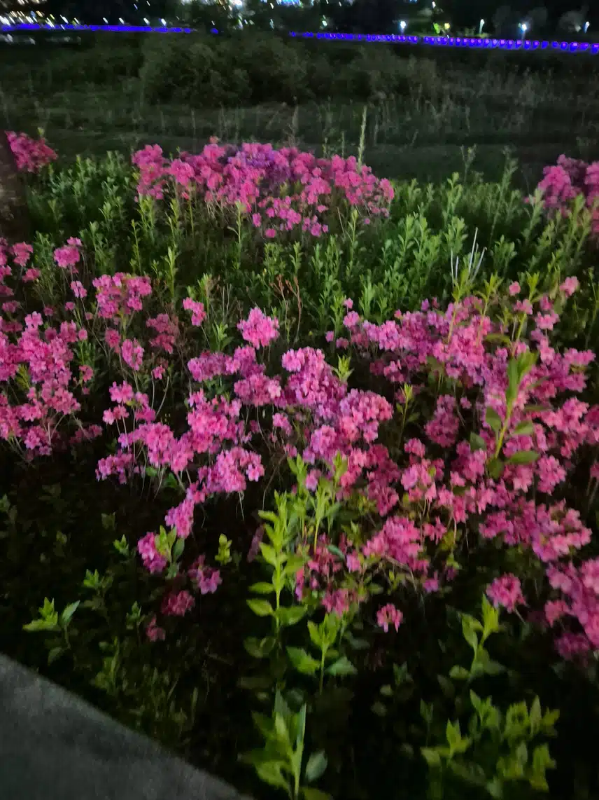 다양한 꽃들~
