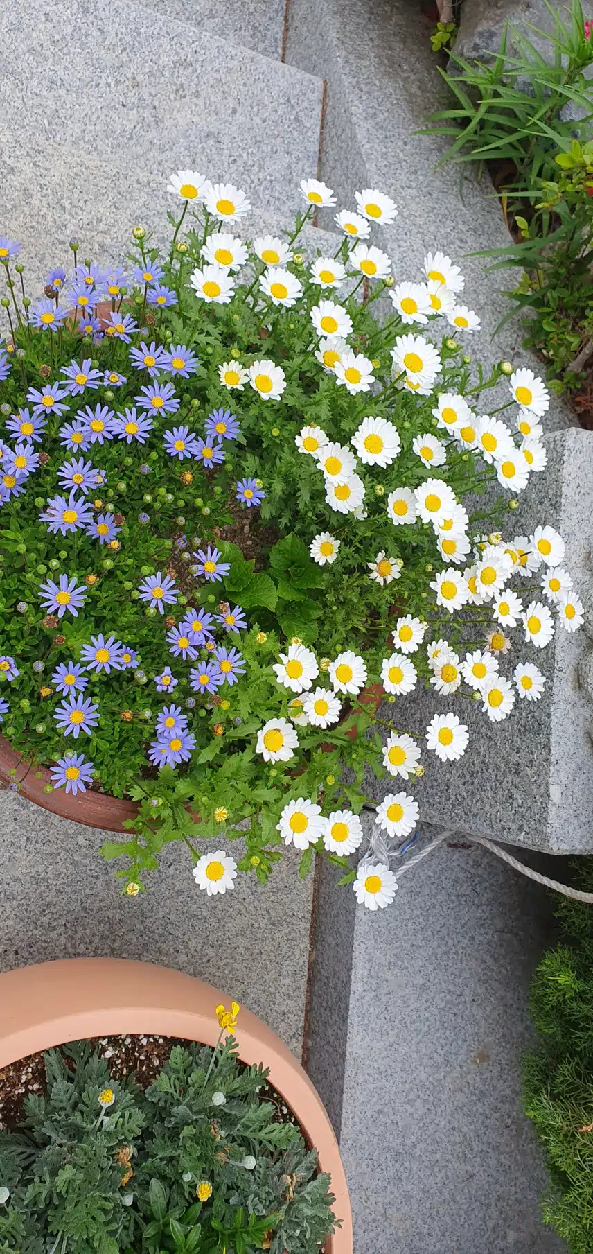 절에서 본 꽃들!
