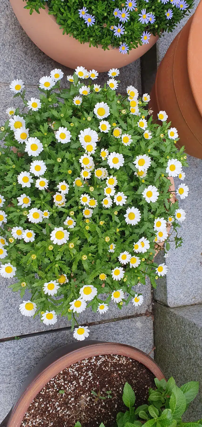 절에서 본 꽃들!