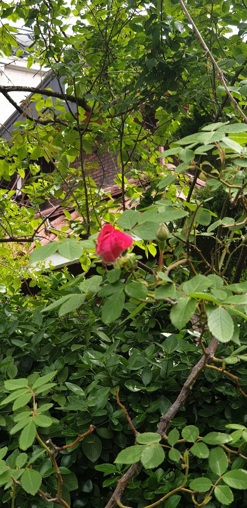 장미 한 송이