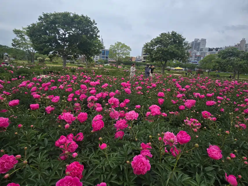 울산 태화강 국가정원 양귀비꽃 작약꽃