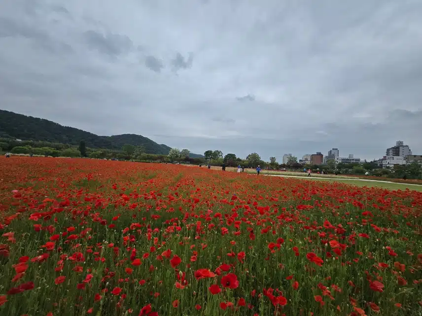 울산 태화강 국가정원 양귀비꽃 작약꽃