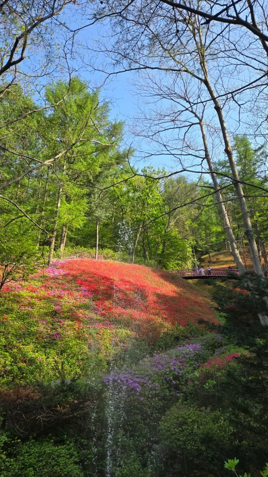 장흥 자생수목원 꽃,공작
