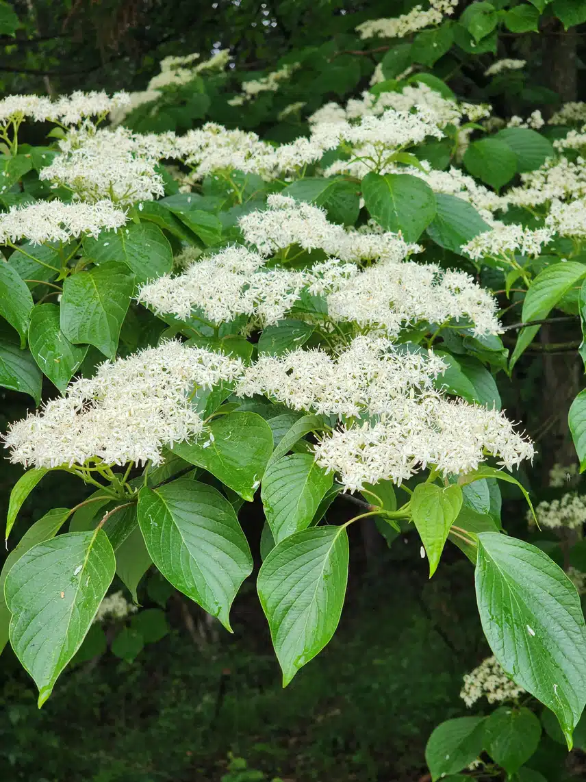울 산에 많이피었어요