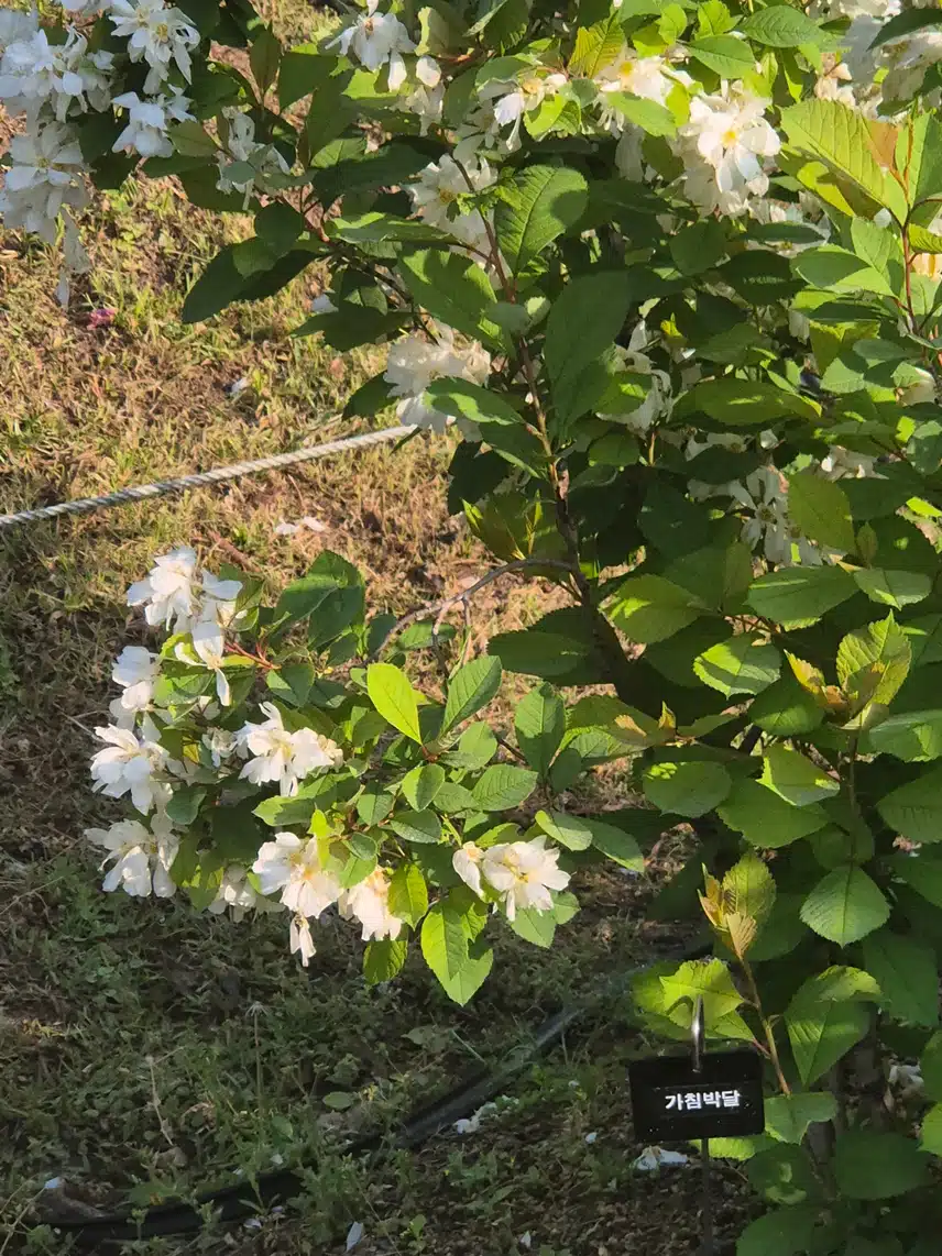 아침산책길에 얻은 꽃사진