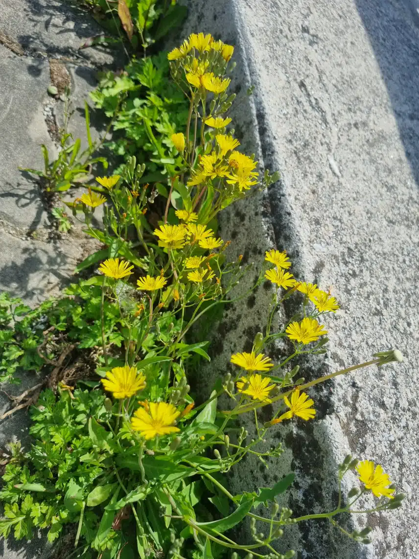 노란선씀바귀 꽃