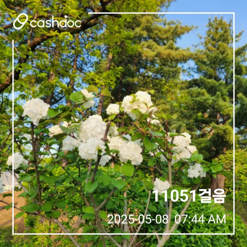 목요일 아침 만보걷기 