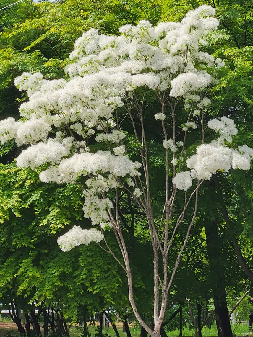 이팝나무꽃